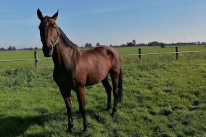 A Reiten